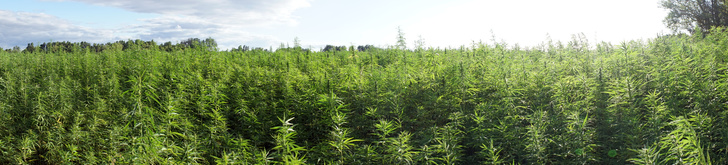 Farmers field of marijuana
