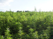 Statement from Health Canada concerning access to cannabis for medical purposes Farmers field of marijuana