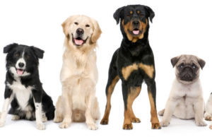 Pet Together in the Barking Lot!