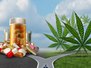 MEDICAL MARIJUANA: THE INTRODUCTION Marijuana medical choice dilemma health care concept as a person standing in front of two paths with one offering traditional medicine and the other option with cannabis.