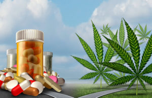 MEDICAL MARIJUANA: THE INTRODUCTION Marijuana medical choice dilemma health care concept as a person standing in front of two paths with one offering traditional medicine and the other option with cannabis.