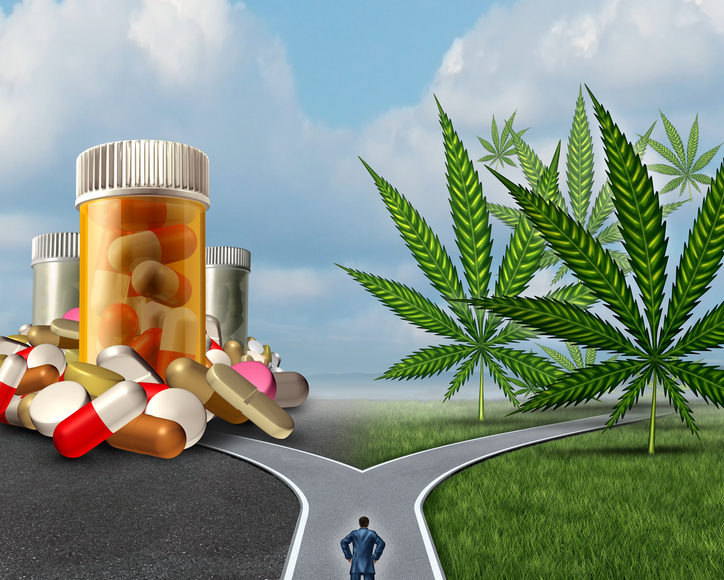 Marijuana medical choice dilemma health care concept as a person standing in front of two paths with one offering traditional medicine and the other option with cannabis.
