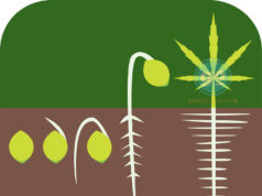 HOW TO GERMINATE MARIJUANA SEEDS