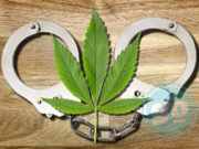 MARIJUANA LEADER ARRESTED IN SERBIA BEFORE PUBLIC HEARING Medical Marijuana and Handcuffs