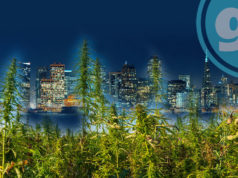 CALIFORNIA PLANS ON BUILDING A $7 BILLION LEGAL CANNABIS ECONOMY