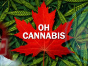 It’s announced! Trudeau government to legalize marijuana by Canada Day 2018.