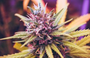 Countries Around the Globe Soften Their Stance on Cannabis use