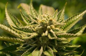 MERRY JANE Co-Founder and Media Entrepreneur Ted Chung Launches Gram By Gram, the First Global Cannabis Agency