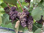 50th PARALLEL ESTATE WINERY: GEOLOGICAL GEM OF LAKE COUNTRY