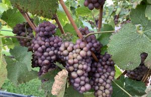 50th PARALLEL ESTATE WINERY: GEOLOGICAL GEM OF LAKE COUNTRY