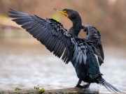 Science Matters by Davidi Suzuki – Blame game hurts wildlife