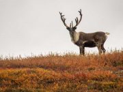 Science Matters By David Suzuki – Lessons in the pandemic’s shadow: Moving past hope to action Science Matters - Easy way out for wildlife conservation isn’t what it appears