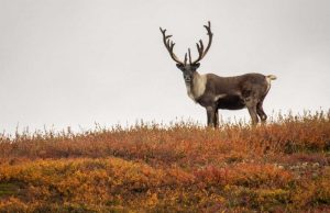 Science Matters By David Suzuki – Lessons in the pandemic’s shadow: Moving past hope to action Science Matters - Easy way out for wildlife conservation isn’t what it appears