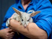 Science Matters By David Suzuki – Are we too hard on newly arrived plants and animals? Are we too hard on newly arrived plants and animals? By David Suzuki