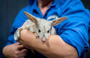 Science Matters By David Suzuki – Are we too hard on newly arrived plants and animals? Are we too hard on newly arrived plants and animals? By David Suzuki