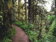 Science Matters By David Suzuki – It’s time to stop logging old-growth forests