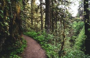 Science Matters By David Suzuki – It’s time to stop logging old-growth forests