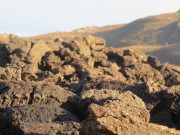 Science Matters By David Suzuki – For climate’s sake, save the peat!
