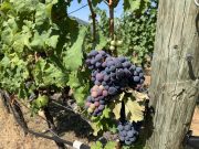 THE OKANAGAN CULINARY SCENE IS SENSATIONALLY SEASONAL