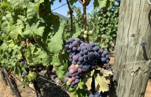 THE OKANAGAN CULINARY SCENE IS SENSATIONALLY SEASONAL