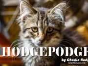 Hodgepodge by Charlie Hodge – I sensed he was there