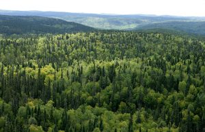Canada’s forest sector announces awards of excellence recipients