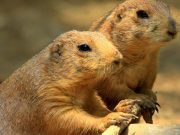 Greening the red list can accelerate species recovery