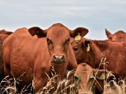 Changing animal food could solve big problems