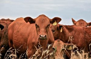 Changing animal food could solve big problems