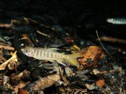 Rewilding can help heal wounds we’ve inflicted