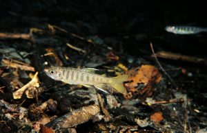 Rewilding can help heal wounds we’ve inflicted