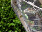 Big, small or in between, wild animals should not be pets