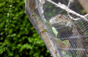 Big, small or in between, wild animals should not be pets