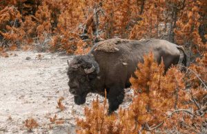 Science Matters by David Suzuki – Wildlife corridors: from divide and conquer to connect and restore