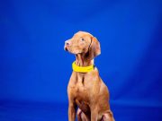 Invoxia’s smart dog collar lets you track your pet’s heart rate and more