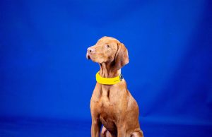 Invoxia’s smart dog collar lets you track your pet’s heart rate and more