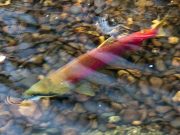 Suppressed science shows fish farms endanger wild salmon