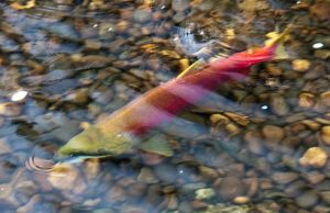 Suppressed science shows fish farms endanger wild salmon