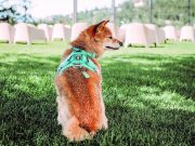 Outdoor movie night at Grizzli Winery raises funds for Paws it Forward