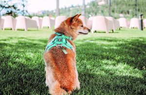 Outdoor movie night at Grizzli Winery raises funds for Paws it Forward