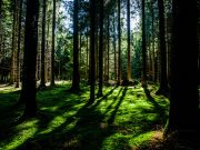 There’s hope in seeing the forest and the trees