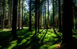 There’s hope in seeing the forest and the trees