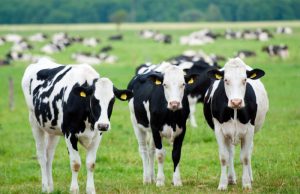 Toronto Maple Leafs partner with Dairy Farmers of Ontario