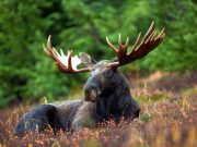 Canada’s declining moose populations need help
