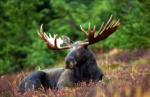 Canada’s declining moose populations need help