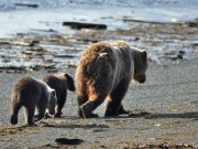 Reversing the catastrophic global loss of animals