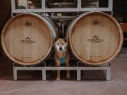 A puppy for Christmas? Annual Winery Christmas Market raises funds for Paws it Forward Dog Rescue