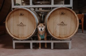 A puppy for Christmas? Annual Winery Christmas Market raises funds for Paws it Forward Dog Rescue