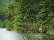 Biodiversity summit offers host country Canada a chance to step up