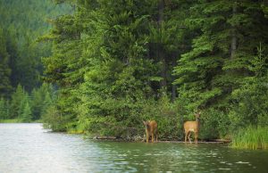 Biodiversity summit offers host country Canada a chance to step up